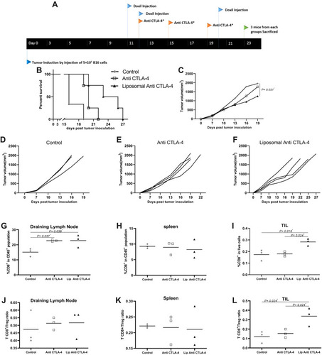 Figure 1 Encapsulation of liposomal enhances its antitumor effect in B16 large established mouse model. (A) Injection schedule for all treatment groups. (B) Survival analysis mice bearing B16 tumor, liposomal increased survival significantly, Log-rank analysis shows statistically significant differences between treatment groups. (C) Comparison between tumor size of different groups, liposomal decreased tumor size in comparison to non-liposomal and PBS. (D–F) Tumor size progression graph for each treatment groups, individually. (G) %CD8+ in CD 45+ population of DLN, increased %CD8+ of CD 45+ population in both forms. (H) %CD8+ of in CD 45+ population spleen. (I) %CD8+ in live cells of the tumor microenvironment, only liposomal increased %CD8+ in TIL. (J) TCD8+/T reg ratio in DLN. (K) TCD8+/T reg ration in spleen. (L) TCD8+/T reg ratio in TIL, only liposomal increased TCD8+/T reg ration ratio (*p<0.05).Abbreviation: OXP, oxaliplatin.