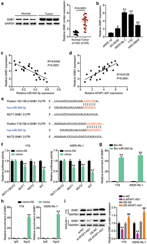 Figure 6. MiR-545-3p directly targets GNB1 1 3ʹUTR. (a) The GNB1 protein levels were detected in GNB1 in RB tissues. (b) The GNB1 mRNA levels were detected in GNB1 in RB cells. *P < 0.05, **P < 0.001 vs. ARPE-19 group. (c) miR-545-3p correlated negatively with GNB1 (Pearson’s analysis, R2 = 0.6346). (d) AFAP1-AS1 correlated positively with GNB1 (Pearson’s analysis, R2 = 0.6129). (e) Putative binding site of miR-545-3p in the 3ʹUTR region of GNB1. (f) Luciferase activity in Y79 and WERI-Rb-1 cells cotransfected with miR-545-3p mimic or mimic NC and the reporter vectors for 48 h. *P < 0.05, **P < 0.001 vs. mimic-NC group. (g) RNA pull-down analysis was carried out with biotin-labeled miR-545-3p (Bio-miR-545-3p) and its control bio-NC (Bio-NC). Specific primers were used to detect the enrichment of GNB1 by RT-qPCR. **P < 0.001 vs. Bio-NC group. (h) Ago IP enrichment of GNB1 of the miR-545-3p-overexpressing Y79 and WERI-Rb-1 cells. **P < 0.001 vs. mimic-NC group. (i) Y-79 and WERI-Rb-1 cells were transfected with OE-GNB1, si-GNB1 and their corresponding NC for 48 h. Western blots detecting GNB1 protein expression in Y-79 and WERI-Rb-1 cells. **P < 0.001 vs. si-NC group, ##P < 0.001 vs. OE-NC group. N = 3, repetition = 3.