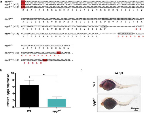 Figure 2. Knockout of zebrafish epg5 gene. (a) Nucleotide and amino acid sequences showing the 13-bp and 20-bp deletion mutations, as revealed by DNA sequencing analysis of the epg5 CRISPR target site. Each deleted nucleotide is represented by a dash. CRISPR target site, highlighted in grey with the protospacer-adjacent motif sequence in bold, was designed within the second coding exon, corresponding to exon 3 of the epg5 gene. The epg5 sequence is shown from the start codon to the newly formed stop codons resulting from the introduced frameshifts in the coding region. The new amino acid residues resulting from nucleotide loss after CRISPR-Cas9 editing are labelled in bold red. (b) RT-qPCR analysis of 5-dpf WT and epg5-/- larvae, showing a statistically significant decrease of epg5 expression in epg5-/- mutants. Values represent the mean ± SEM. Data were generated from 3 biological replicates, each a pool of 15 larvae. Statistical significance was determined by two tail Student’s t-test (*, P < 0.05). (c) WMISH analysis of epg5 expression in 24-hpf WT and epg5-/- mutant embryos. Embryos are lateral views with head pointing to the left. Scale bar: 200 μm.