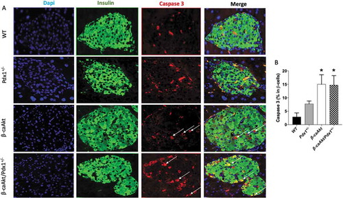Figure 4. Quantification of β-cell death. (A) representative images of WT, pdx1+/-, β-caAkt, and β-caAkt/pdx1+/- mice after staining paraffin pancreas slices for Dapi (blue), Insulin (green) and Caspase 3 (red). Arrows denote Ins+/Caspase3+ cells. Images were taken with 40x objective (B) Quantification of Ins+/Caspase3+ cells among all β-cells. * p < .05 compared to WT. N = 3–4.