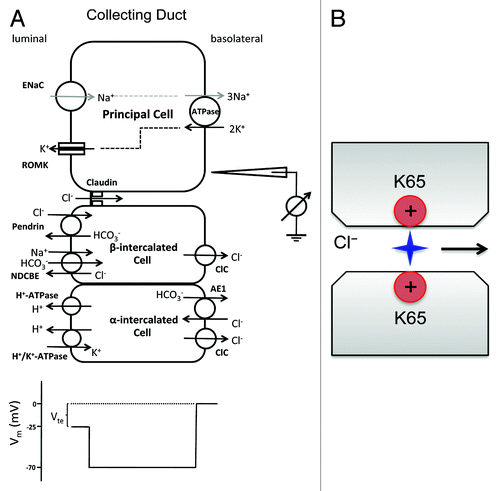 Figure 5. Cl− transport mechanism in the collecting duct. (A) Na+ is reabsorbed through two parallel transcellular pathways: the amiloride sensitive ENaC pathway and the thiazide sensitive NDCBE–pendrin pathway. The unidirectional reabsorption of Na+ generates a lumen-negative transepithelial potential (Vte) of −25mV that drives paracellular Cl− reabsorption. (B) An anion pore model of claudin-4 channel that is made of two positively charged amine groups on the residue lysine-65 of protruding ECL1, a locus homologous to aspartate-65 in claudin-2.