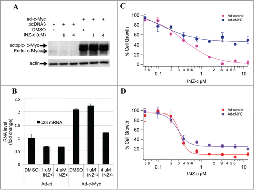 Figure 3. Ectopic c-Myc rescues the inhibitory effect of INZ(c) on cell growth. (A) H1299 cells were treated with ad-c-Myc as indicated and treated with INZ(c) for 24 h. Cell lysates were prepared and subjected to Western blotting for c-Myc and actin. (B) Overexpression of c-Myc rescues the inhibitory effect of INZ(c) on c-Myc activity. Cells were treated with ad-c-Myc as indicated and incubated with INZ(c) for 24 h. Real-time PCR was performed to determine c23 mRNA. (C) and (D) Ectopic c-Myc rescues the inhibitory effect of INZ(c) on cell growth. Boston (C) and Raji (D) Cells were treated with ad-c-Myc as indicated and incubated with INZ(c) for 24 hours. Cells were then harvested and subject to WST cell growth assay. Values represent means ± SD (n = 3).