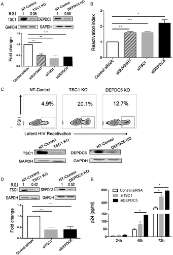 Fig. 4 TSC1 and DEPDC5 negatively regulate the AKT-mTOR pathway.a Left: WB analyses of Rheb expression in the TSC1 knockout cell line. Right: WB analyses of RagA expression in the DEPDC5 knockout cell line. b The effects of DEPDC5 and TSC1 on upstream AKT and downstream mTOR. Phosphorylation of AKT was monitored by the anti-phospho-AKT (S308) antibody. Phosphorylation of mTOR was detected by the anti-phospho-mTOR (S2448) antibody. c Graph showing the effect of DEPDC5 or TSC1 knockout on S6K (left) and 4EBP1 (right) phosphorylation. Images shown are representative of three independent experiments