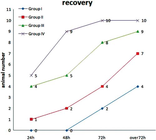 Figure 2. Recovery among the treatment groups at different times after RFA. Nineteen animals (95%) were in recovery in groups III and IV (≥5 mm) at over 72 h post-RFA. In comparison, 11 animals (55%) were in recovery in groups I and II (<5 mm) at over 72 h post-RFA.