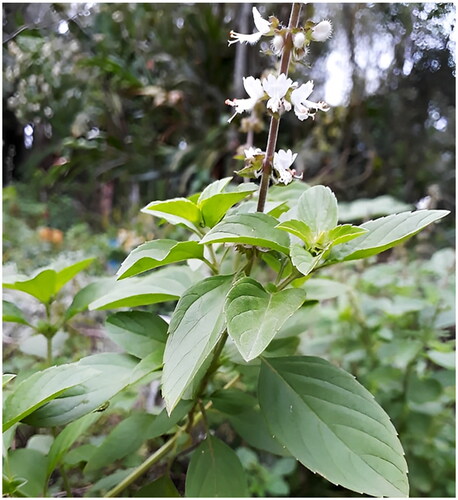 Figure 1. Reference image of the Ocimum americanum plant used in this study. This image was taken by the authors (Suresh Vineesh and Raju Balaji).
