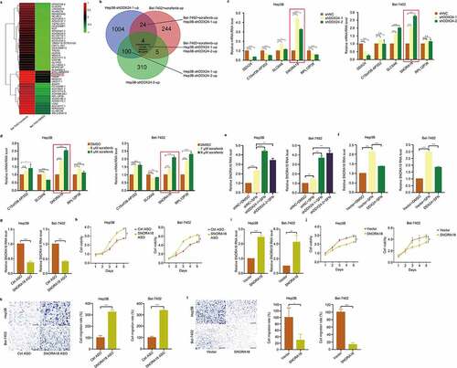 Figure 6. DDX24 regulates chemosensitivity of HCC cells to sorafenib via SNORA18 signaling. (a) Heat map from global comparative transcriptome analysis. Bel-7402 cells were treated with SFN at the indicated dose, and total RNA was extracted for analysis after 48 hr. (b) Results of RNA-seq on DDX24 knockdown Hep3B cells and Bel-7402 cells administrated with SFN were crosslinked to seek differentially regulated genes (log2FC ≥1.5, p < .01). Venn diagram showed a small subset candidates (4 simultaneous upregulated genes). (c, d) RT-qPCR was used to detect the relative RNA level of SNORA18 in Hep3B and Bel-7402 cells transfected with shNC, shDDX24-1 and shDDX24-2 (c), and exposed to SFN at the indicated doses (d). (e, f) Relative RNA level of SNORA18 in DDX24 knockdown (e) or overexpression (f) Hep3B and Bel-7402 cells treated with DMSO or SFN was determined by RT-qPCR. (g, i) Efficacy of SNORA18 knockdown (g) or overexpression (i) in Hep3B and Bel-7402 cells transfected with antisense oligonucleotide (ASO) or SNORA18 plasmid was analyzed by the RT-qPCR analysis. (h, j) Cell viability was detected by CCK-8 assays after Hep3B and Bel-7402 cells transfecting with SNORA18-specific ASO (h) or SNORA18 plasmid (j). (k, l) Cell migration rates of SNORA18 knockdown (k) or overexpression (l) Hep3B and Bel-7402 cells were measured by trans-well assays, and representative qualification was shown in the right panel. Scale bar = 100 μM. The results were shown as means ± SD, *p < .05, ** p < .01, *** p < .001, *** p < .0001; n. s., not significant.