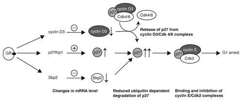 Figure 4. Central role of p27 regulation in the glucocorticoid-induced cell cycle arrest of T-lymphoma cells. The model depicts mechanisms leading to the strong increase of p27 by glucocorticoids and, as a consequence, to G1 arrest. Previous results exploring the role of cyclin D3 in glucocorticoid-induced cell cycle arrest are integrated in the model. The modes of action are described in the figure and explained in the “Discussion” section.