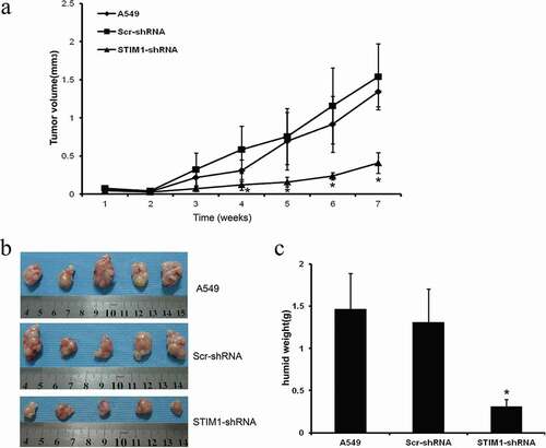 Figure 6. Knockdown of STIM1 expression inhibits A549 cells in nude mouse xenografts. Knockdown of STIM1 inhibited tumorigenicity and growth of A549 cells in nude mice xenografts (a) Growth curve of tumor xenografts. (b) Volume of tumor xenografts. (c) Wet weights of tumor xenografts. *P < 0.05 compared with A549 and Scr-shRNA-infected A549 cells. *p < 0.05 by Student’s t-test. STIM1, stromal interaction molecule 1; NSCLC, non-small-cell lung cancer.