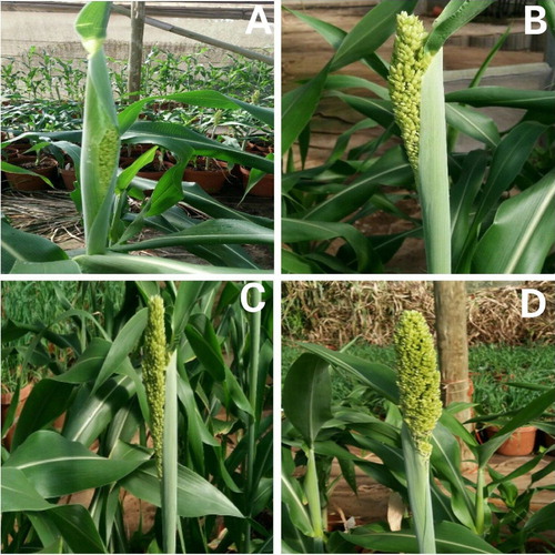 Figure 2. Illustration of the different growth stages of the sweet sorghum head at which the E4FO was applied in Trial 2. A, B, C and D are approximately 0, 3, 6 and 9 days in the head protrusion process. E4FO application time combinations were termed as T1 (A + B + C + D); T2 (B + C + D); T3 (A + B + C); T4 (A + C + D); T5 (B + D) and T6 (Control).