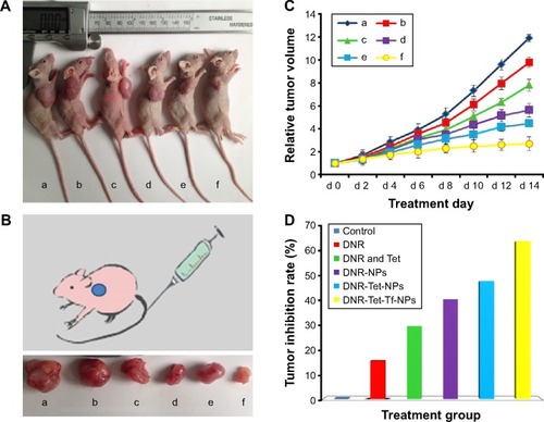 Figure 2 Photographs showing the appearance of tumor body in tumor-bearing nude mice (A) and tumor size (B) at the end of treatment, relative tumor volume (C), and tumor inhibition rate (D) after the treatment.Notes: (a) Control, (b) DNR, (c) DNR and Tet, (d) DNR-NPs, (e) DNR-Tet-NPs, (f) DNR-Tet-Tf-NPs.Abbreviations: DNR, daunorubicin; Tet, tetrandrine; NPs, nanoparticles; Tf, transferrin; d, day.