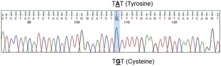Figure 7. Sanger sequencing of exon 12 reveals the c.1385 A → G; Y462C mutation in homozygous state.