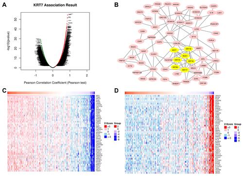 Figure 6 Genes correlated with KRT7 in PAAD analyzed by LinkedOmics. (A) All expressed genes correlated with KRT7 in PAAD. (B) Protein–protein interaction network and MCODE analysis of coexpressed genes. (C) Top 50 genes positively related to KRT7 in PAAD. (D) Top 50 genes negatively related to KRT7 in PAAD.