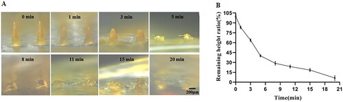 Figure 5. Dissolution of MTX-loaded DMNPs in vivo. (A) Microscope images of DMNPs after insertion for different time in vivo. (B) Dissolution curve of MTX-loaded DMNPs in vivo (n = 5).