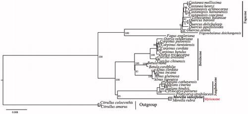 Figure 1. The Maximum Likelihood (ML) phylogenetic tree of M. salicifolia and related species based on complete chloroplast genomes. Numbers in the nodes represent ML bootstrap support values. Accession numbers: Castanea mollissima NC_014674, C. henryi NC_033881, Castanopsis echinocarpa NC_023801, C. hainanensis NC_037389, C. concinna NC_033409, Lithocarpus balansae NC_026577, Quercus baronii NC_029490, Q. dolicholepis NC_031357, Q. aquifolioides NC_026913, Q. aliena NC_026790, Trigonobalanus doichangensis NC_023959, Fagus engleriana NC_036929, Ostrya rehderiana NC_028349, Carpinus putoensis NC_033503, C. tientaiensis NC_034910, C. cordata NC_036723, C. betulus NC_036723, Ostrya trichocarpa NC_034295, Corylus avellana NC_031855, C. chinensis NC_032351, Betula nana NC_033978, B. cordifolia NC_037473, Alnus cordata NC_036751, A. incana NC_036752, A. glutinosa NC_039930, A. japonica NC_036753, Juglans cathayensis NC_033893, J. cinereal NC_035960, J. hindsii NC_035965, Cyclocarya paliurus NC_034315, Platycarya strobilacea NC_035413, Morella rubra NC_035006, Citrus colocynthis NC_035727, C. amarus NC_035974.