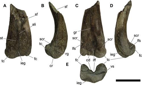 Figure 4. Holotypic distal half of the left femur of Tietasaura derbyiana gen. et. sp. nov. (NHM-PV R.3424) from the Valanginian–Hauterivian Marfim Formation (Ilhas Group) at Plataforma Station (Locality 3). A, anterior; B, medial; C, posterior; D, lateral; E, distal views. Anatomical abbreviations: ali, anterior linea muscularis; cd, condylid process; cr, crest; fc, fibular condyle; gr, groove; ieg, intracondylar extensor groove; iff, intracondylar flexor fossa; lfs, lateral fossa; rg, rugosity; sc, sulcus; sf, spiral fracture; scr, supracondylar ridge; st, striae; tc, tibial condyle. Scale bar = 100 mm.