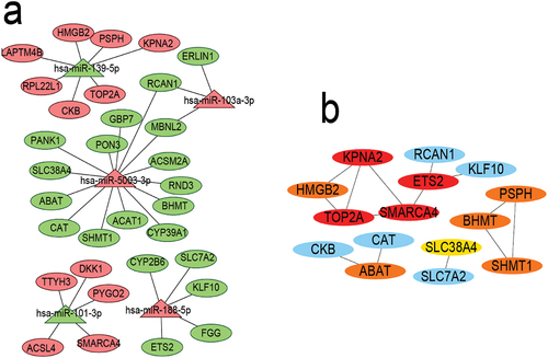 Figure 5. a: MiRNAs-mRNAs regulatory network. Triangles represent miRNAs. Ovals represent mRNAs. The red table is up-regulated, green table is down-regulated, b: HUB genes of the PPI network. Blue, yellow, light orange, and deep orange indicate a gradual increase in correlation.