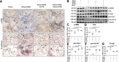 Figure 9 DIZE inhibits SiO2-induced EMT in MLE-12 alveolar type II epithelial cells. (A) Immunohistochemistry staining of α-SMA and E-cad expression in silica-treated MLE-12 cells subjected to various treatment combinations with DIZE, A779, and MLN-4760. Magnification, ×40 (top panels) and ×200 (bottom panels). (B) Western blot showing the protein expression of α-SMA (C), Vim (D), pro-Col I (E), pro-Col III (F), and E-cad (G) in these cells. Values represent the mean ± SD, n = 3 independent experiments, fold change is expressed relative to the control (silica only), *P < 0.05 vs corresponding group, **P < 0.01 vs corresponding group.