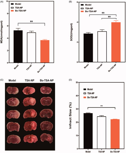 Figure 7. Protective effects of Bo-TSA-NP on a rat model of CIRI after intranasal delivery. Effects of Bo-TSA-NP on (A) MDA and (B) SOD concentrations in rat brain tissues after CIRI; (C) photograph of sectioned brain after the experiment and (D) calculated brain infract size. **p<.01.