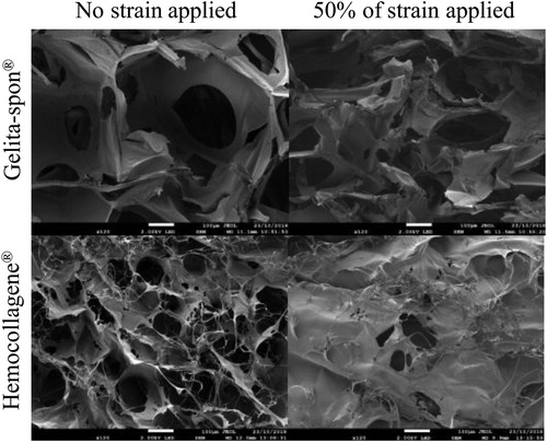 Figure 1. SEM images of both sponges native and after 50% of strain applied (scale bar = 100 µm).