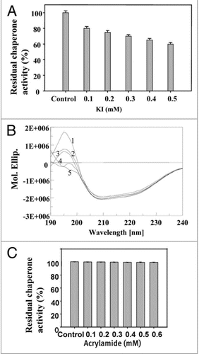 Figure 7 Effect of anion charger KI: (A) on chaperone activity of native PgHsp70 in 0.1 M phosphate buffer (pH 8.0) at 50°C for 5 min. (B) on secondary structure of PgHsp70 [spectra 1 & 2–5 represents native PgHsp70, different concentration of KI (0.2–0.5 mM) with native PgHsp70] (C) Effect of acrylamide on chaperone activity experimental conditions as mention in Figure 5. The error bars have not been added in this figure because the SD in all the cases was less than 10%.