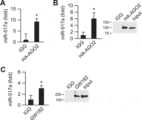 Figure 8. Coimmunoprecipitation of miR-517a with P-body proteins AGO2 and GW182.