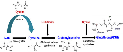 Figure 2 Mode of action of NAC and GSH synthesis.