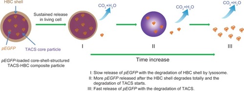 Figure 7 Sustained release of pEGFP-loaded core-shell-structured TACS-HBC composite particles in living cells.Notes: Sustained release is represented pictorially at three different time scales: slow release; release after HBC shell degrades; and fast release upon degradation of TACS.Abbreviations: pEGFP, enhanced green fluorescent protein plasmids; TACS, thiolated N-alkylated chitosan; HBC, hydroxybutyl chitosan.