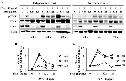 Figure 5. (A) Representative immunoblots of phosphorylated signal transducer and activator of transcription 5 (p-STAT5), STAT5, NLR family pyrin domain containing 3 (NLRP3), and β-actin in the cytoplasmic and nucleic fractions of murine splenocytes with or without OVA stimulation (100 μg/mL) under no or with SHE treatment. The cells were incubated with SHE in the presence or absence of OVA for 24, 48, and 72 h, and the densitometry analysis results of p-STAT5/STAT5 (B) in the cytoplasm and (C) in the nucleus are represented.