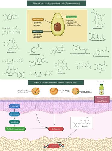 Figure 4 Bioactive compounds found in avocados (Persea americana) and their influence on lipid and cholesterol levels. Avocados have a wide range of anticancer, antioxidant, and cardioprotective properties, including reducing cholesterol levels, due to the compounds contained in the seed (endocarp), the pulp (mesocarp), and peel (exocarp). Increased lipid and cholesterol levels contributed to the development of heart disease by clogging the arteries with fatty streaks. Avocado fruit and oil consumption reduces blood TG, LDL, VLDL levels. The mechanism of action involves inhibition of cholesterol synthesis. Avocado bioactive components such as quercetin may have the ability to decrease cholesterol levels via modulating HMG-CoA and SREBP.