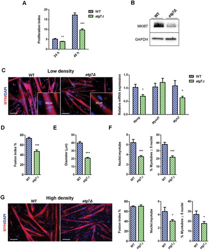 Figure 6. Defective autophagy decreases nSC proliferation and differentiation. (a) Proliferation index of WT and atg7Δ nSCs at 24 (n = 7 per genotype) and 48 h (n ≥ 6 per genotype). (b) Representative immunoblot analysis of the proliferation marker MKI67 in WT and atg7Δ nSC protein extracts. (c-e) Experiments performed with WT and atg7Δ nSCs seeded at low density (25 x 103 cells/0.8 cm2) and differentiated into myotubes after 2 days of proliferation. (c) Representative MYH immunostaining (red) and DAPI nuclear counterstaining (blue) (scale bar: 100 µm) and RT-qPCR analysis of myogenic markers Myog, Myod1 and Myh2 (n ≥ 5 per genotype). (d) Fusion index, calculated as the percentage of the number of nuclei within myotubes over the total number of nuclei, is provided (n = 5 per genotype). (e) Mean myotubes diameter (n = 5 per genotype). (f) Mean number of myonuclei/myotube (n ≥ 5 per genotype) (left panel) and percentage of myotubes with 5 or more nuclei (right panel) (n = 5 per genotype). (g) Experiments performed with WT and atg7Δ nSCs seeded at high density (125 x 103 cells/0.8 cm2) and immediately differentiated into myotubes. Representative MYH immunostaining (red) and DAPI nuclear counterstaining (blue) (scale bar: 100 µm). Fusion index (left panel), mean number of myonuclei/myotube (middle panel) and percentage of myotubes with 5 or more nuclei (right panel) are calculated (n = 3 per genotype). Values are expressed as mean ± SEM. * vs WT (* P < 0.05, ** P < 0.01, *** P < 0.001).