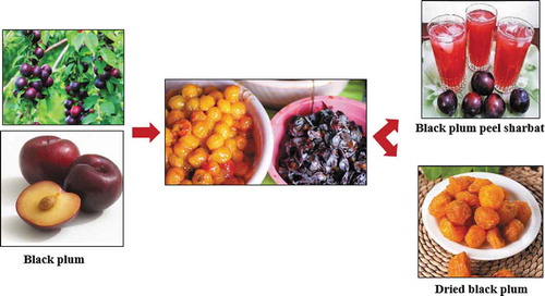 Figure 1. Black plum, dried plum, and black plum peel sharbat.