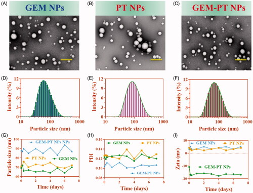 Figure 2. Characterization of the nanoparticles. (A–F) Morphology and particle size of GEM NPs, PT NPs, and GEM-PT NPs under a transmission electron microscope after negative staining with sodium phosphotungstate solution (2%, w/v). Scale bar: 20 nm. Particle size distribution of GEM NPs, PT NPs, and GEM-PT NPs analyzed by dynamic light scattering via a Zetasizer. (G–I) Stability of the GEM NPs, PT NPs, and GEM-PT examined by the dynamic light scattering.