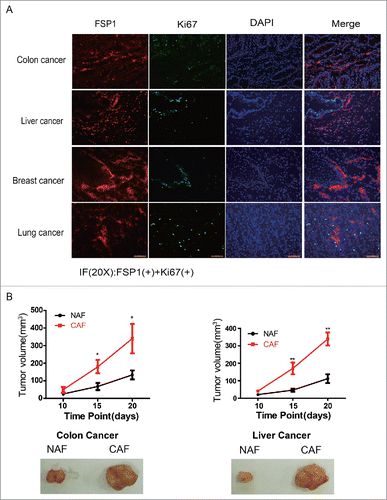 Figure 4. CAFs are critical to the fast growth of cancer cells. (A) The proliferating tumor cells are closely adjacent to CAFs. The FSP1 is a marker of CAF and the Ki67 is marker for cell proliferation. (B) CAFs promote tumor growth. The pictures are representative photos of tumor in each group. *: p < 0.05; **: p < 0.01.