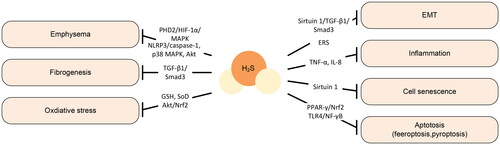 Figure 2. A simple overview of the pathogenesis of COPD involves the role of H2S.