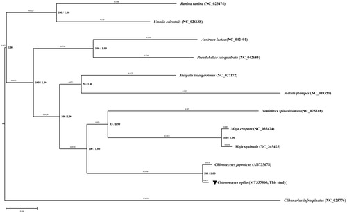 Figure 1. The phylogenetic tree showing relationships between Chionoecetes opilio and 11 brachyuran species with an outgroup taxon (Clibanarius infraspinatus). The tree was reconstructed from the concatenated amino acid sequences of 13 PCGs using RAxML 8.2.12 and MrBayes 3.2.7 applications based on the ML method. The bootstrap value above 50% in the ML analysis and posterior probability above 0.90 from the BI analysis are indicated at the bases of the each node. The distance based on the BI analysis is indicated above each node. GenBank accession number for each species is indicated with its respective scientific name. The species of interest of this study, C. opilio is marked with a reversed triangle.