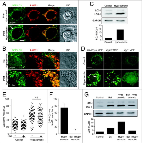 Figure 5. Osmotic imbalances are sufficient to induce LC3 lipidation onto lysosomal compartments in a V-ATPase-dependent manner. (A and B) Confocal images of GFP-LC3 and LAMP1-RFP from time-lapse microscopy of (A) entotic corpse vacuoles or (B) lysosomes in MCF10A cells treated with hypotonic media. Arrow indicates GFP-LC3 lipidation onto entotic corpse vacuole. Bar = 2 μm. (C) Western blot analysis of LC3 in MCF10A cells cultured in control and hypotonic media for 1 h. Quantification of LC3-II/LC3-I graphed below. (D) Confocal images GFP-LC3 in wild-type, atg13−/− and atg5−/− MEFs cultured in control or hypotonic media for 30 min. Arrows indicate GFP-LC3 on vacuoles. Bar = 4 μm. (E) Quantification of LAMP1-GFP vesicle size in MCF10A cells under control or hypotonic conditions with or without Baf (100 nM); NS, not significant. (F) Quantification of hypo-osmotic induced LC3 lipidation onto LAMP1-positive entotic corpse vacuoles with or without Baf (100 nM). Data are mean ± SEM from 3 independent experiments; P < 0.01 *. (G) Western blot of LC3 in MCF10A cells in control or hypotonic media with or without Baf (100 nM). Quantification of LC3-II/LC3-I graphed below. See also Figure S5; Movie S3 and Movie S4.