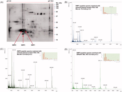 Figure 4. Identification of 2DE protein spot by MALDI-TOF and corresponding spectra of proteins. In (A), protein spots SMP1, SMP2, and SMP3 were identified as major spots and excised from the gel for MALDI-TOF experiment. In (B-D), respective MALDI spectra and inserted bar graph indicating the peptide mass fingerprints of SMP1, SMP2, and SMP3 obtained in Mascot database search.