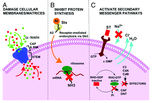 Figure 8. Diagrammatic representation of the mode of action of several bacterial toxins. (A) Damage to cellular membranes by Staphylococcus aureus toxin. After binding and oligomerization, the stem of the mushroom-shaped toxin heptamer inserts into the target cell and disrupts membrane permeability as depicted by the influx and efflux of ions represented by red and green circles. (B) Inhibition of protein synthesis by Shiga toxins (Stx). Holotoxin, which consists of an enzymatically active (A) subunit and 5 binding (B) subunits, enters cells through the globotriasylceramide (Gb3) receptor. The N-glycosidase activity of the (A) subunit then cleaves an adenosine residue from 28S rRNA, which halts protein synthesis. (C) Examples of bacterial toxins that activate secondary messenger pathways. Binding of the heat-stable enterotoxins (ST) to a guanylate cyclase receptor results in an increase in cyclic GMP (cGMP) that adversely effects electrolyte flux. By ADP-ribosylation or glucosylation respectively, the C3 exoenzyme (C3) of Clostridium botulinum and the Clostridium difficile toxins A and B (CdA and CdB) inactivate the small Rho GTP-binding proteins. Cytotoxic necrotizing factor (CNF) of E. coli and the dermonecrotic toxin (DNT) of Bordetella species activate Rho by deamidation.