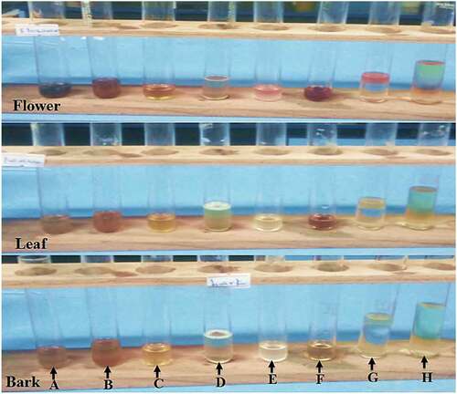 Figure 1. Qualitative preliminary phytochemical screening of aqueous crude flower, leaf, and bark extracts of Hibiscus rosa-sinensis, a) Phenol, b) Tannins, c) Flavonoids, d) Saponins, e) Steroids, f) Quinones, g) Terpenoids, and h) Cardiac glycosides.