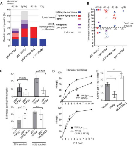 Figure 4. Frequency of deaths in p53+/-WASp mutant tumor model. (A) Frequency of deaths per genotype. Bold text indicates malignant cause of death. (B) Time of death after irradiation. Causes of death are color coded as on Figure 4A. (C) Survival time and 95% confidence intervals at 10th and 20th survival percentiles was calculated from the Figure 1C survival curve with Laplace regression. (D, E) Killing of YAC-1-luciferase tumor cells by NK cells was quantified with chemiluminescence. Mean±SD; Two-way ANOVA (D) and ANOVA with Bonferroni’s multiple comparisons test (E). **: p ≤ 0.01, ***: p ≤ 0.001, ****: p ≤ 0.0001.