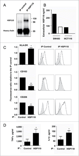 Figure 4. Depletion of HSP110 from the supernatants skews the pro-inflammatory phenotype of macrophages. (A) Immunoblot analysis of HSP110 from the immunoprecipitated (IP) fraction of HCT116 supernatant (one image representative of (3). (B) ELISA determination of HSP110 amount in the supernatant of SW480 or HCT116 before (black columns) and after (white columns) HSP110 immunoprecipitation. (C), Expresssion of HLA-DR (n = 5), CD163 (n = 5) and CD206 (n = 4) by flow cytometry on macrophages derived from monocytes in the presence of HSP110-depleted HCT116 supernatant. Left, data of all experiments; Right, representative data *p < 0.05; **p < 0.01. (D) TNFa, and IL1b secreted by macrophages derived from monocytes in the presence of HSP110-depleted HCT116 supernatant, and stimulated for 24 h with LPS (n = 4) *p < 0.05.