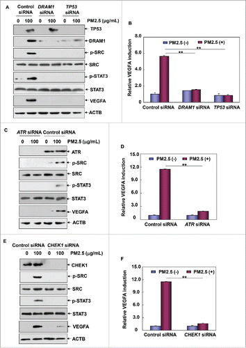 Figure 8. ATR-CHEK1-TP53 signaling pathway activation was required for mediating autophagy-dependent VEGFA production in Beas-2B cells under PM2.5 exposure. (A, C and E) Beas-2B cells were transfected with TP53 siRNA or DRAM1 siRNA (A), ATR siRNA (C) or CHEK1 siRNA (E) and their respective control siRNAs; then, cells were treated with PM2.5 (100 μg/mL) 36 h after transfection. The activation status of SRC and STAT3 and the expression level of VEGFA were determined 24 h after PM2.5 exposure. (B, D and F) Beas-2B cells stably transfected with a VEGFA promoter-driven luciferase reporter were transfected and treated as described in (A, C and E), respectively. Then, the induction of VEGFA promoter-dependent luciferase activity was determined 12 h after PM2.5 exposure (**, P < 0.01). p, phosphorylated.