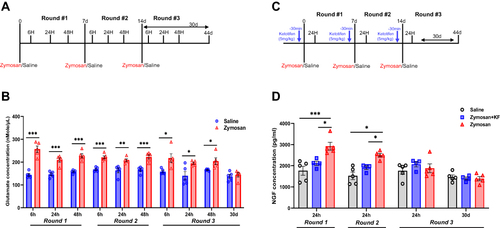 Figure 9 Glutamate and NGF concentration in vulva tissue after zymosan or saline administration. (A) Rats received zymosan\saline injection (in the vulva) on days 0, 7, and 14; overall, three injections, 7 days between each one. Rats were sacrificed after 6, 24, and 48 hours of each injection and after 30 days of the 3rd injection of zymosan/saline. (B) Glutamate concentration in the vulva tissue of the saline and the zymosan group (n=5 per time point). (C) Rats were injected with ketotifen (i.p; 3mg/kg) 45 minutes before each zymosan/saline administration (in the vulva); overall, three injections of zymosan/saline, 7 days between each one. Rats were sacrificed after 24 hours of each injection and after 30 days of the 3rd injection of zymosan/saline. (D) NGF concentration in the vulva tissue of the saline, zymosan-saline, and zymosan-ketotifen group (n=4-5 per group at each time point). Mean ± SEM. *P <0.05, **P<0.005, ***P<0.001.