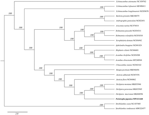 Figure 1. Phylogenetic tree inferred by maximum-likelihood (ML) method based on 23 representative species. A total of 1000 bootstrap replicates were computed and the bootstrap support values are shown at the branches. GenBank accession numbers are displayed along with the plant binomials.