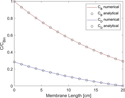 Figure 2. Comparison of numerical and analytical solutions of the direct problem with diffusion only across the membrane.