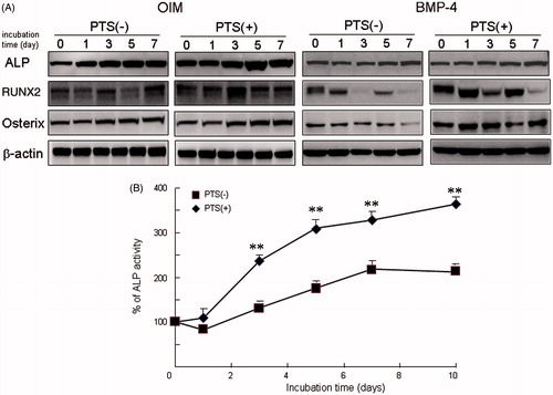 Figure 2. PTS promoted osteogenesis in mouse osteoblasts MC3T3-E1 cells. (A) Cells were cultured prior to performing Western blot analysis for alkaline phosphatase (ALP), RUNX2, Osx, and osteocalcin with or without PTS at 0, 1, 3, 5 and 7 days after replacement of medium with osteogenic induction medium (OIM) or BMP-4 (10 ng/mL). (B) ALP activity of MC3T3-E1 cells cultured with or without PTS at 0, 1, 3, 5, 7 and 10 days after replacement with OIM. Data shown are the mean from six wells (mean ± SEM). **p < 0.01, unstimulated versus PTS-stimulated group.