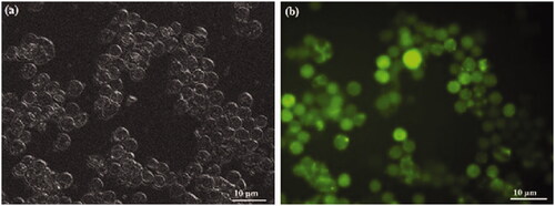 Figure 17. The cellular uptake of rhodamine 110 labelled P3DL/PAH/PSSCMA nanospheres by fluorescent microscopy imaging after sample treatment with (a) bright field image and (b) fluorescent image detected with 40,000× magnifications.