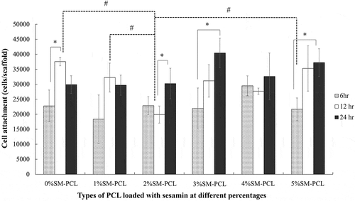 Figure 7. MG-63 cell attachment to polycaprolactone (PCL) or sesamin-loaded PCL (SM-PCL). MTT assay of MG-63 cells attached to PCL or SM-PCL with concentrations of 1–5% (1%SM-PCL – 5%SM-PCL) for 6 hr, 12 hr, and 24 hr. * indicates the significant difference among three periods of incubation within the same types of the tested material while # indicates the significant difference among types of tested materials within the same period with n =3; p < 0.05.