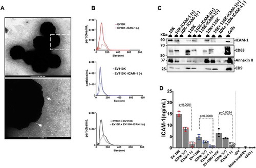 Figure 3. Immuno- affinity enrichment and depletion of inflammation-associated EV from all size- based EV fractions using magnetic microbeads coated with antibodies against ICAM-1. (a) TEM image of negatively stained EV captured on the surface of microbeads coated with antibody against ICAM-1 (white arrowheads point towards EV-like particles). (b) NTA analysis of size-based EV fractions (EV-10 K, EV-110 K and EV-10 K+ EV-110 K) and their corresponding ICAM-1 depleted fractions. (c) All EV fraction lysates and TNF-α treated HUVEC cell lysates were subjected to SDS-PAGE and analysed by western blot for the classical EV membrane-bound marker (CD9 ~ 24 kDa and CD63 ~ 30–70 kDa), the cytosolic EV maker (Annexin II~ 37 kDa) and the inflammatory-associated marker (ICAM-1 ~ 90 kDa). (d) Validation of enrichment and depletion of ICAM-1 subpopulation using ELISA for ICAM-1. Values are given in ELISA as mean ± SD of three independent experiments (n = 3) and p < 0.05 is considered as statistically significant as determined by ANOVA (Dunnett’s test).