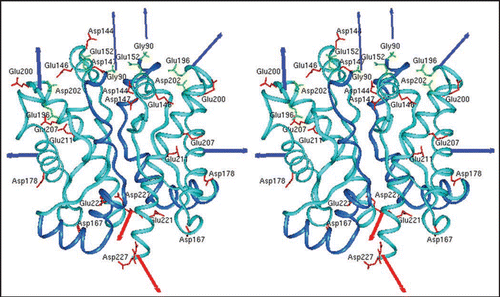 Figure 2 Model of the prion protein dimer. Stereo presentation of the model for the PrP dimer. The structure of segment 92–124 (blue) is the result of Kaimann et al.,Citation22 the structure of segment 125–228 (cyan) is taken from the NMR analysis.Citation23 Red arrows represent the glycolipid anchor; thick blue arrows, glycosyl groups; and thin blue arrows, N-termini. Figure according to reference Citation22.